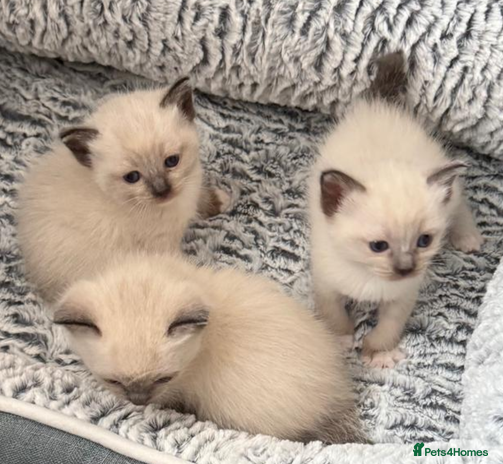 Mixed Breed cats - Advert 4