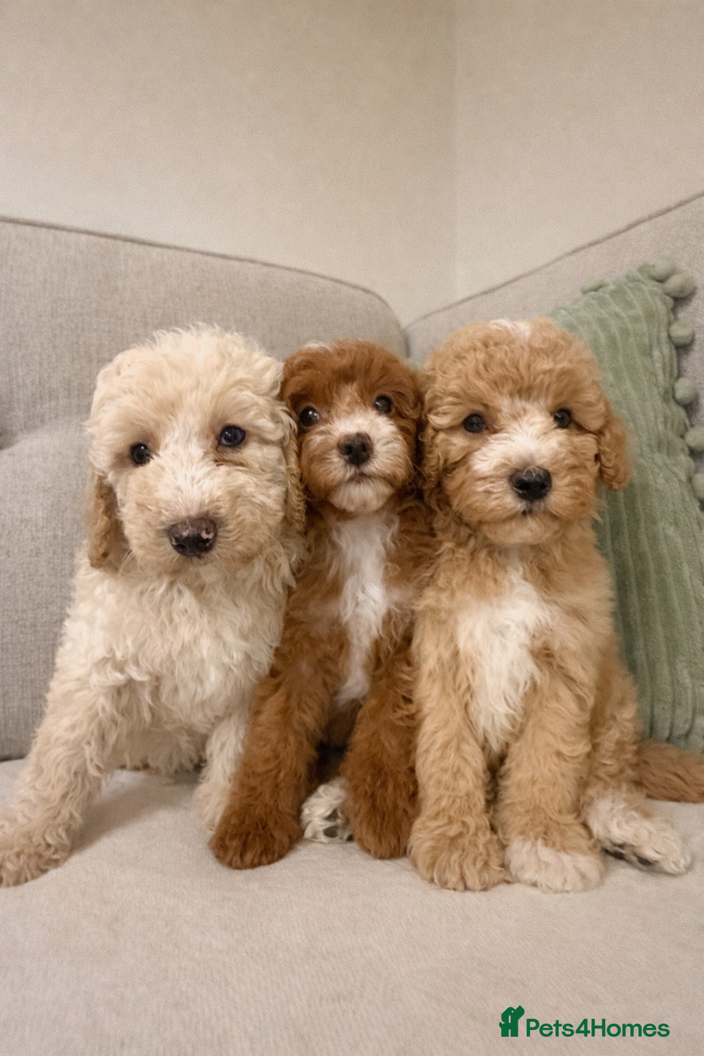 Cavapoo dogs DNA health tested Teddy miniature Cavapoos 🩷 - Advert 4