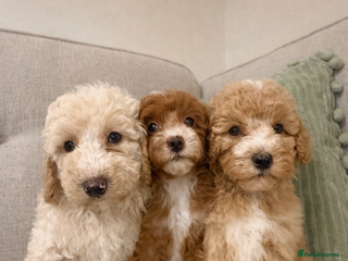 Cavapoo dogs DNA health tested Teddy miniature Cavapoos 🩷 - Advert 4