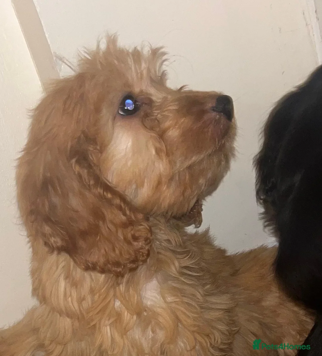 Cockapoo dogs for sale: Cockapoo  - Advert 6