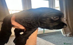 Cocker Spaniel dogs for sale: Beautiful Cocker Spaniel Puppies - Image 37
