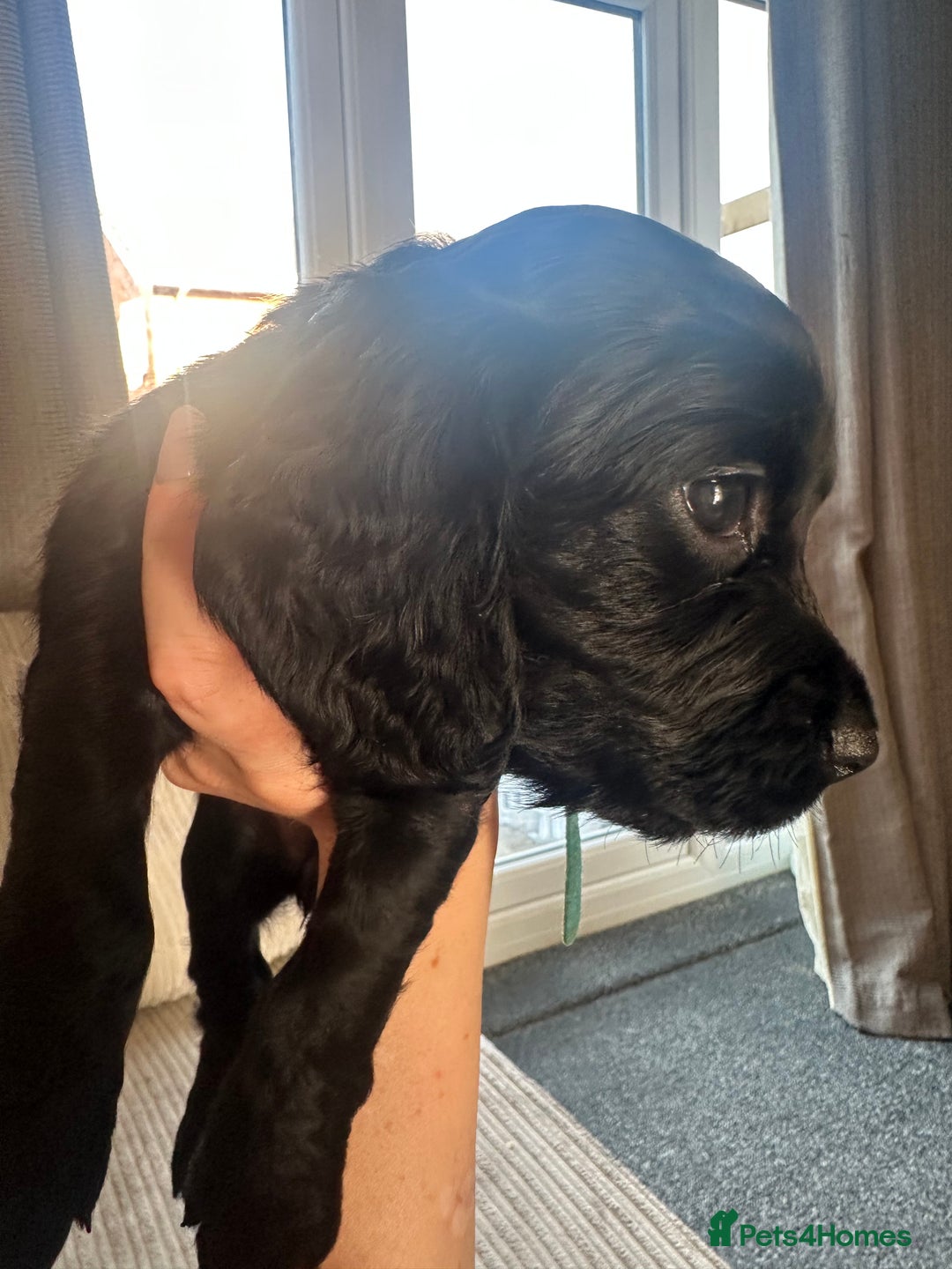 Cocker Spaniel dogs for sale: Beautiful Cocker Spaniel Puppies - Image 37