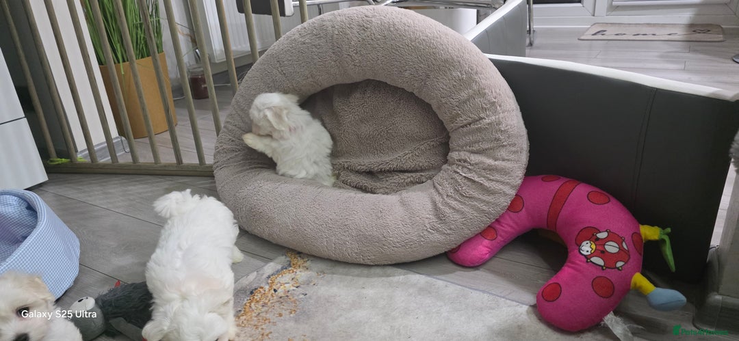 Maltese dogs for sale: Lovely Maltese Puppies - Image 24