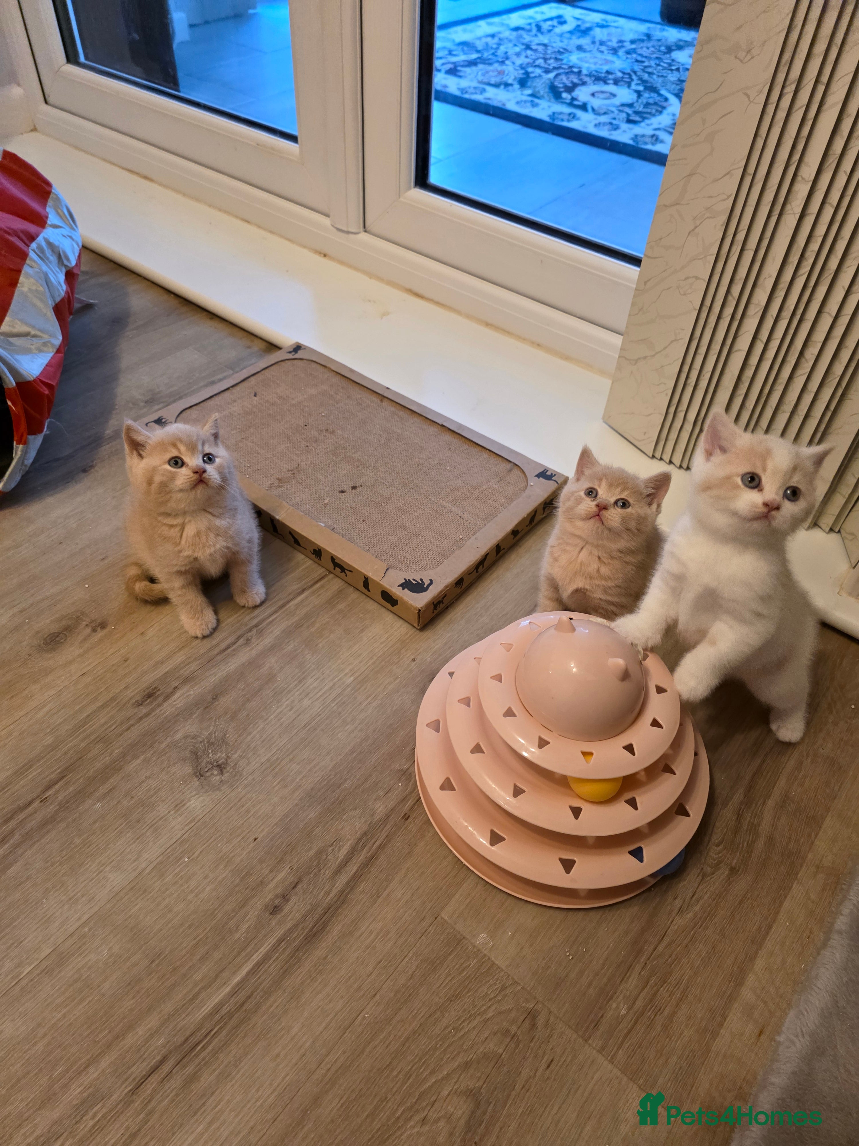 British Shorthair cats Kitten 1 - Advert 2