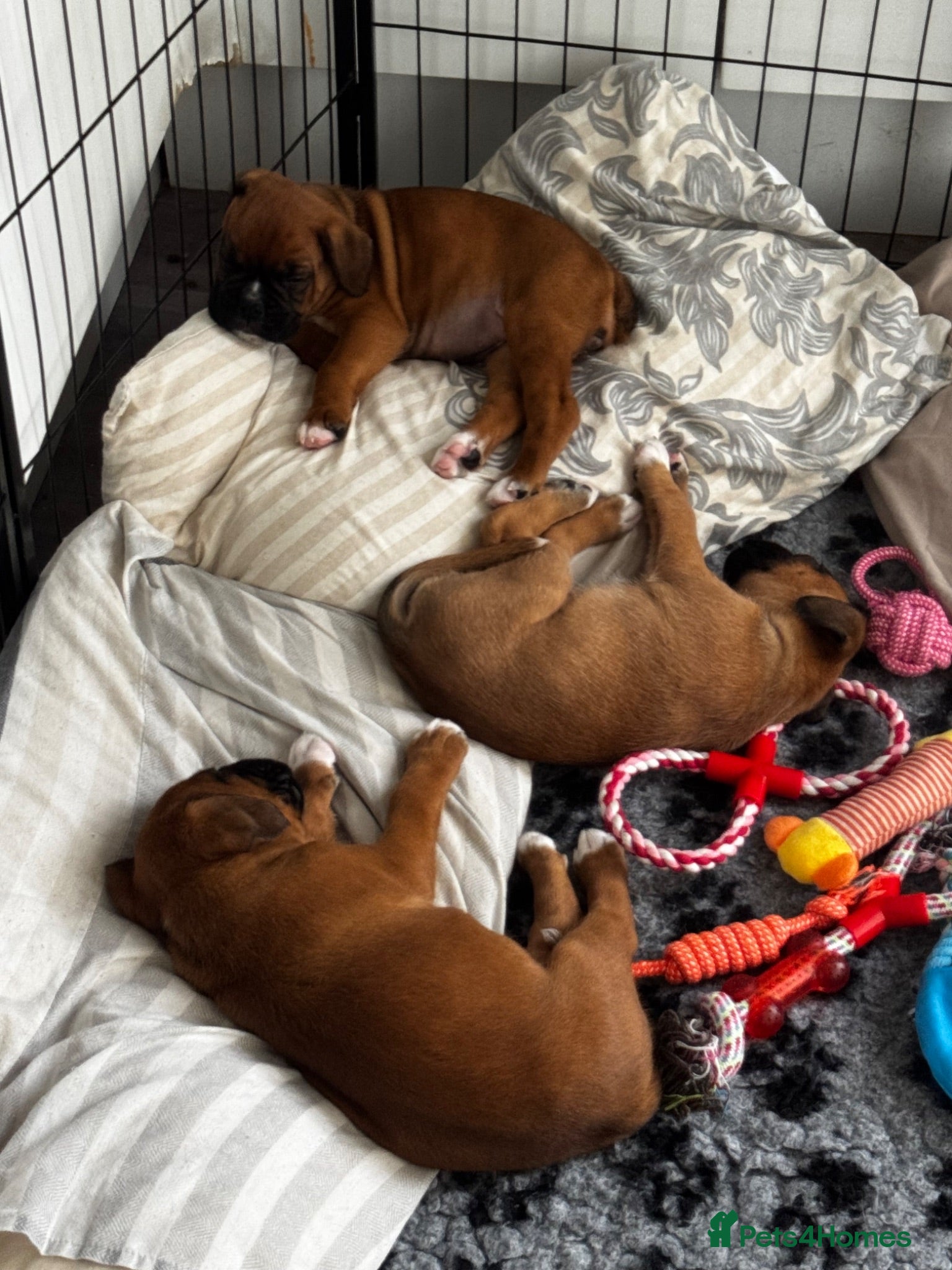 Boxer dogs charthaihen boxers - Advert 18