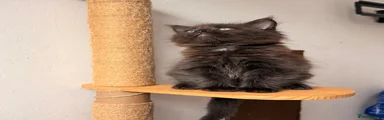 Maine Coon 1