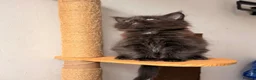 Maine Coon cats for sale: 🐾 FIVE MAINE COON (TWO POLYDACTYL)  - Advert 6