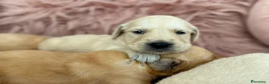 Golden Retriever 4