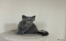 British Shorthair cats for sale: Lovely BSH kittens for sale  - Image 10