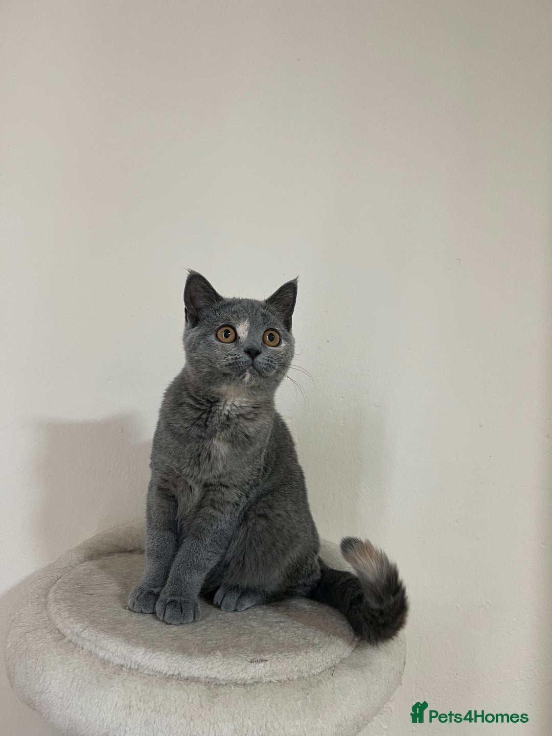 British Shorthair cats for sale: Lovely BSH kittens for sale  - Image 10