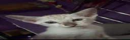 Oriental cats for sale: Two beautiful oriental boys left - Advert 7