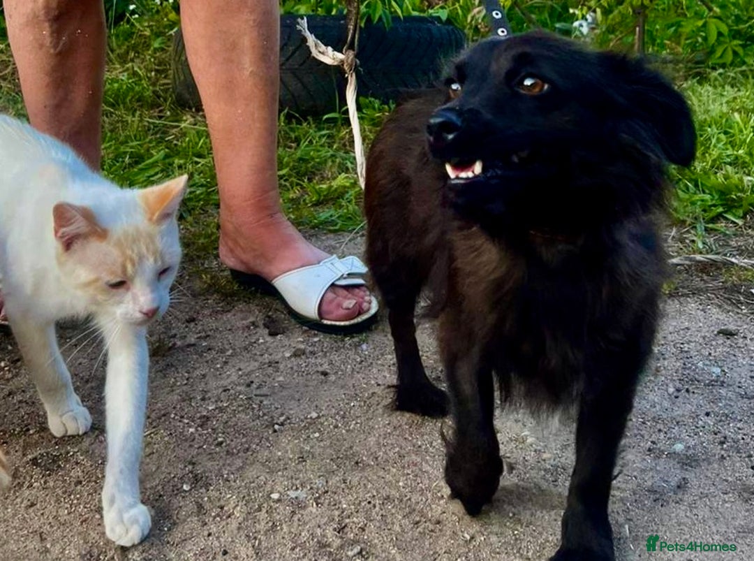 Schipperke dogs for adoption: Tina’s Story: From Despair to Hope - Image 6