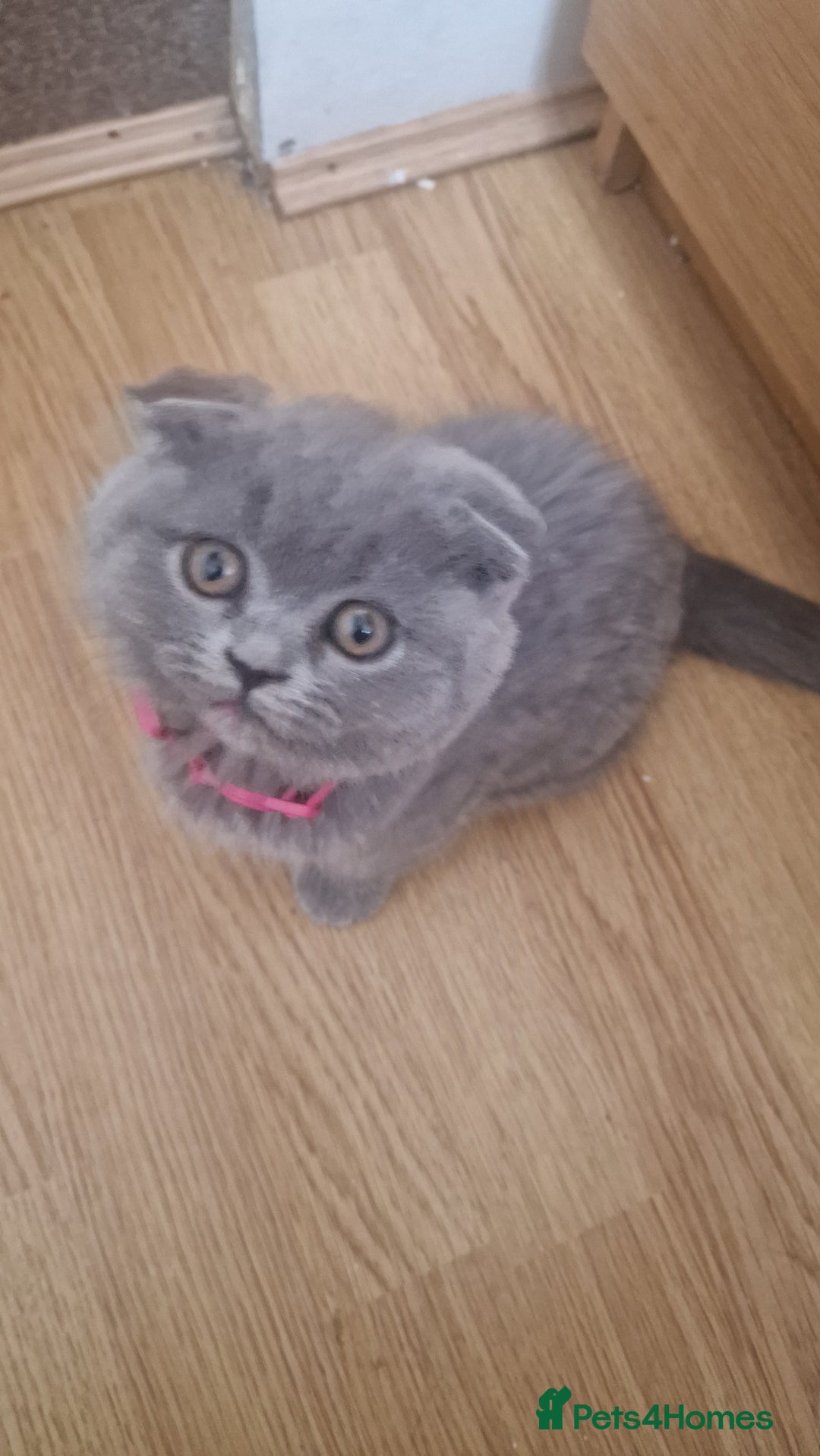 Scottish Fold cats for sale: Scottish & British Kittens for Sale - Image 10