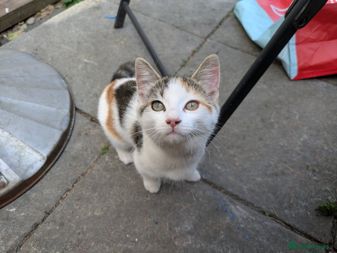 Mixed Breed cats for sale: 14 week old kitten - Image 3