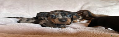 Dachshund Puppy 3