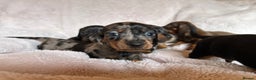 Dachshund dogs for sale: 1  girl left  - Advert 19