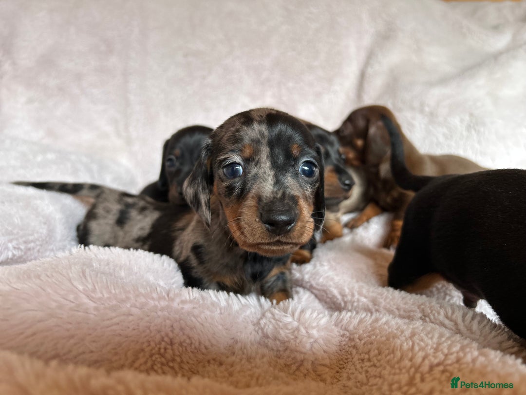 Dachshund dogs for sale: 7 Gorgeous puppies  - Image 8