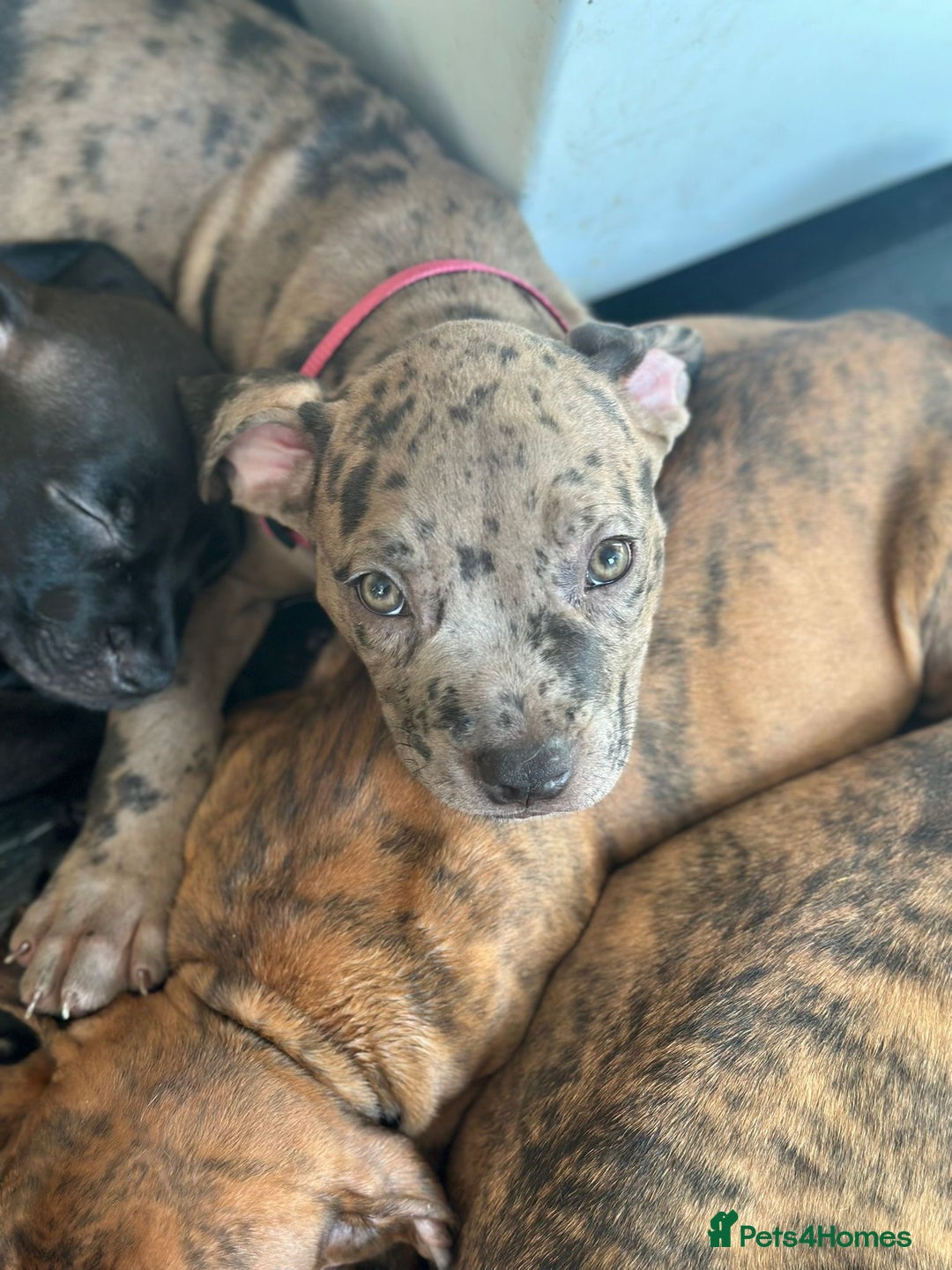 American Bulldog dogs for sale: Stunning Standard American Bulldog Puppies - Image 23