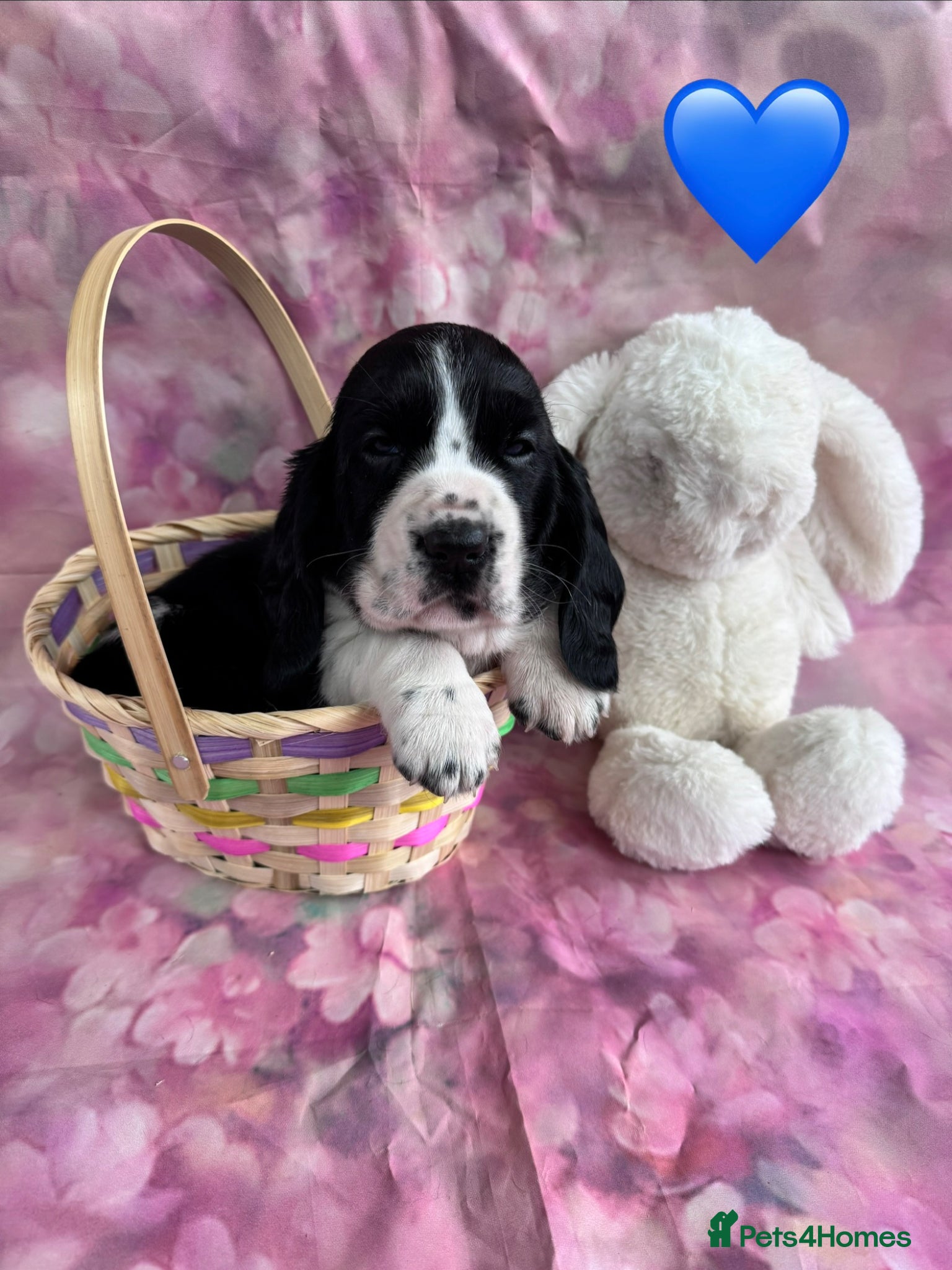 Mixed Breed dogs Hush puppies! Basset x cocker - Advert 1