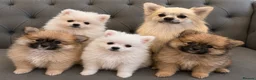 Pomeranian dogs for sale: Beautiful Pomeranian Puppies  - Advert 25
