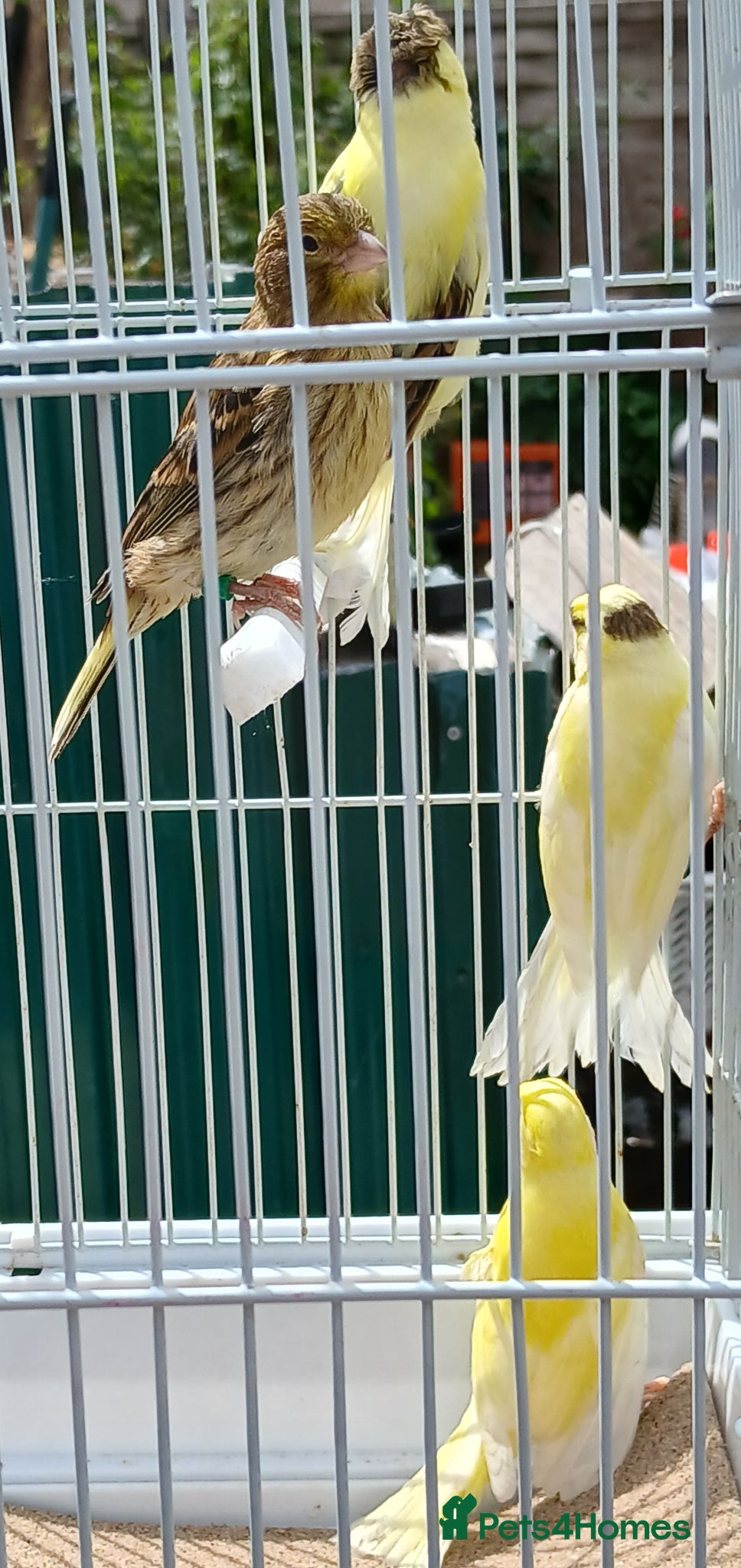 Canaries birds for sale: Canaries mixed Canaries  - Advert 5