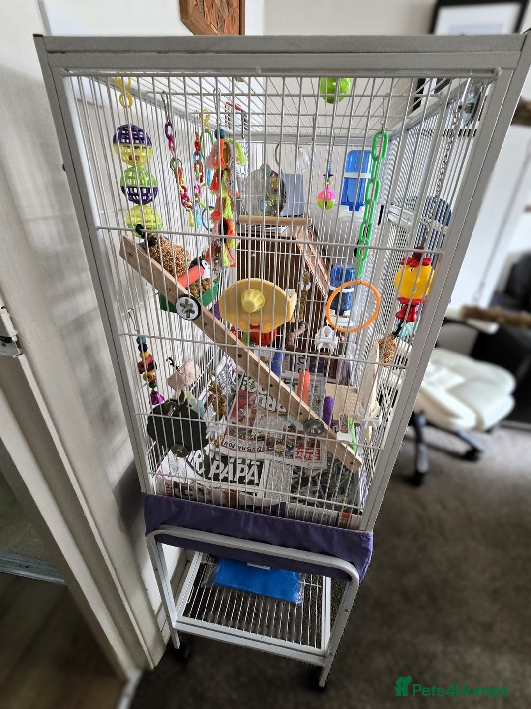Budgerigars birds for sale: 💙Handsome Budgie Looking for His Perfect Match💛 - Image 4