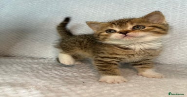 British Shorthair cats Gorgeous British shorthair kittens  - Advert 3