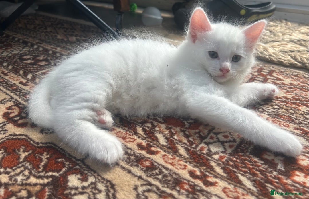 Turkish Angora cats for sale: Two beautiful Turkish Angora kittens  in Cambridge - Image 10