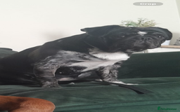 Pug dogs for sale: Female pug  - Advert 3