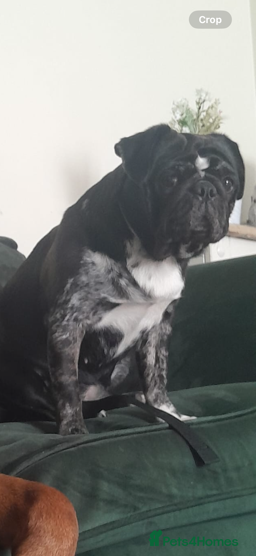 Pug dogs for sale: Female pug  - Advert 3