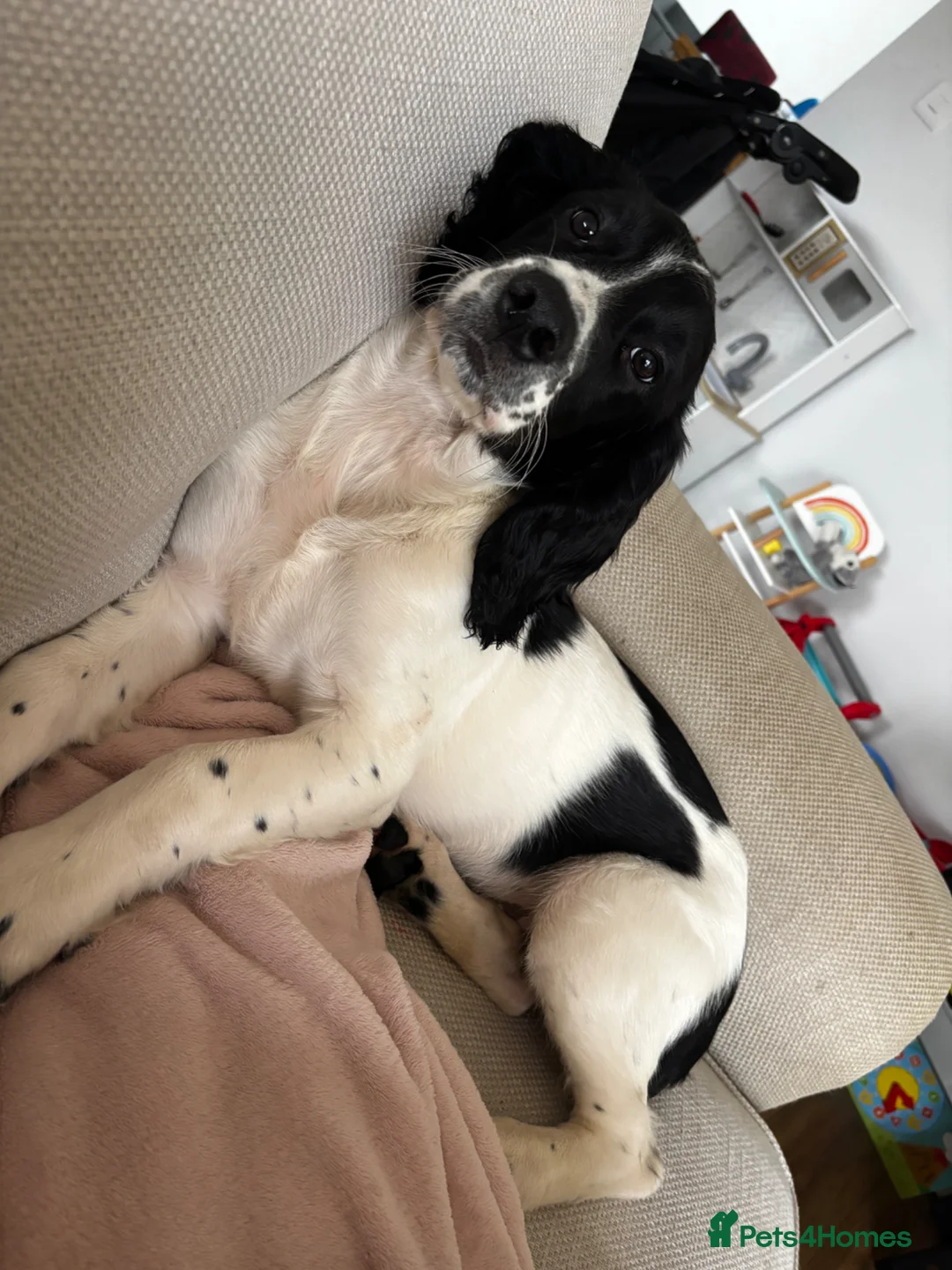English Springer Spaniel dogs for sale: Beautiful 10 month old springer spaniel Izzy - Advert 2