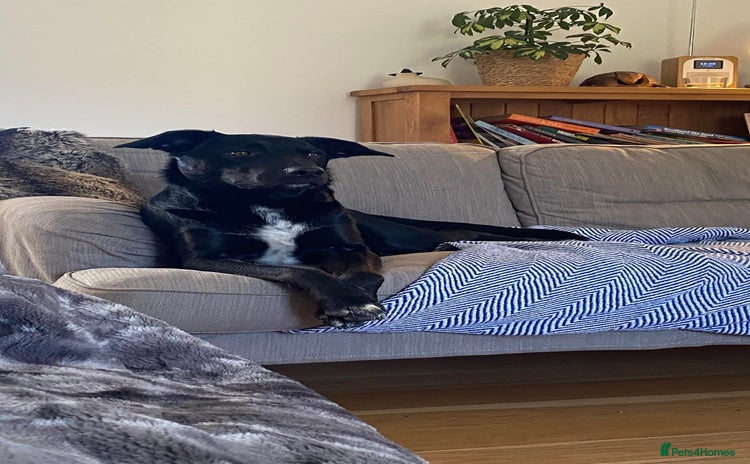 Mixed Breed dogs Cobi needs a new home ❤️ - Advert 15