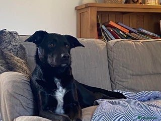 Mixed Breed dogs Cobi needs a new home ❤️ - Advert 7