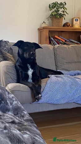 Mixed Breed dogs Cobi needs a new home ❤️ - Advert 15