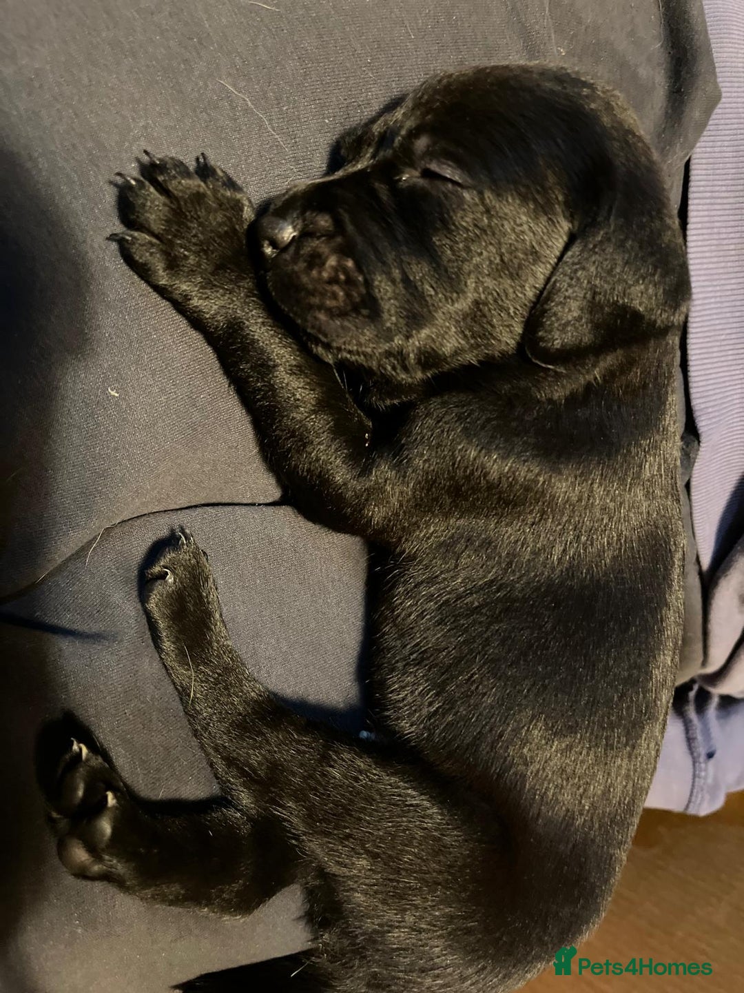 Labrador Retriever dogs for sale: Gorgeous family and working lab puppies - Image 5