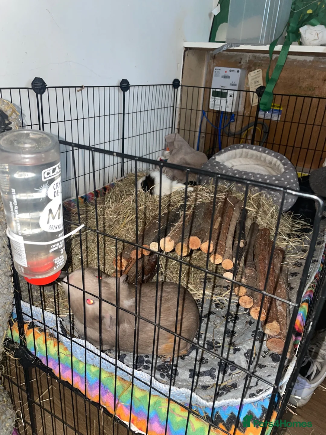 Guinea Pig rodents for sale: 2 female guinea pigs  - Advert 2