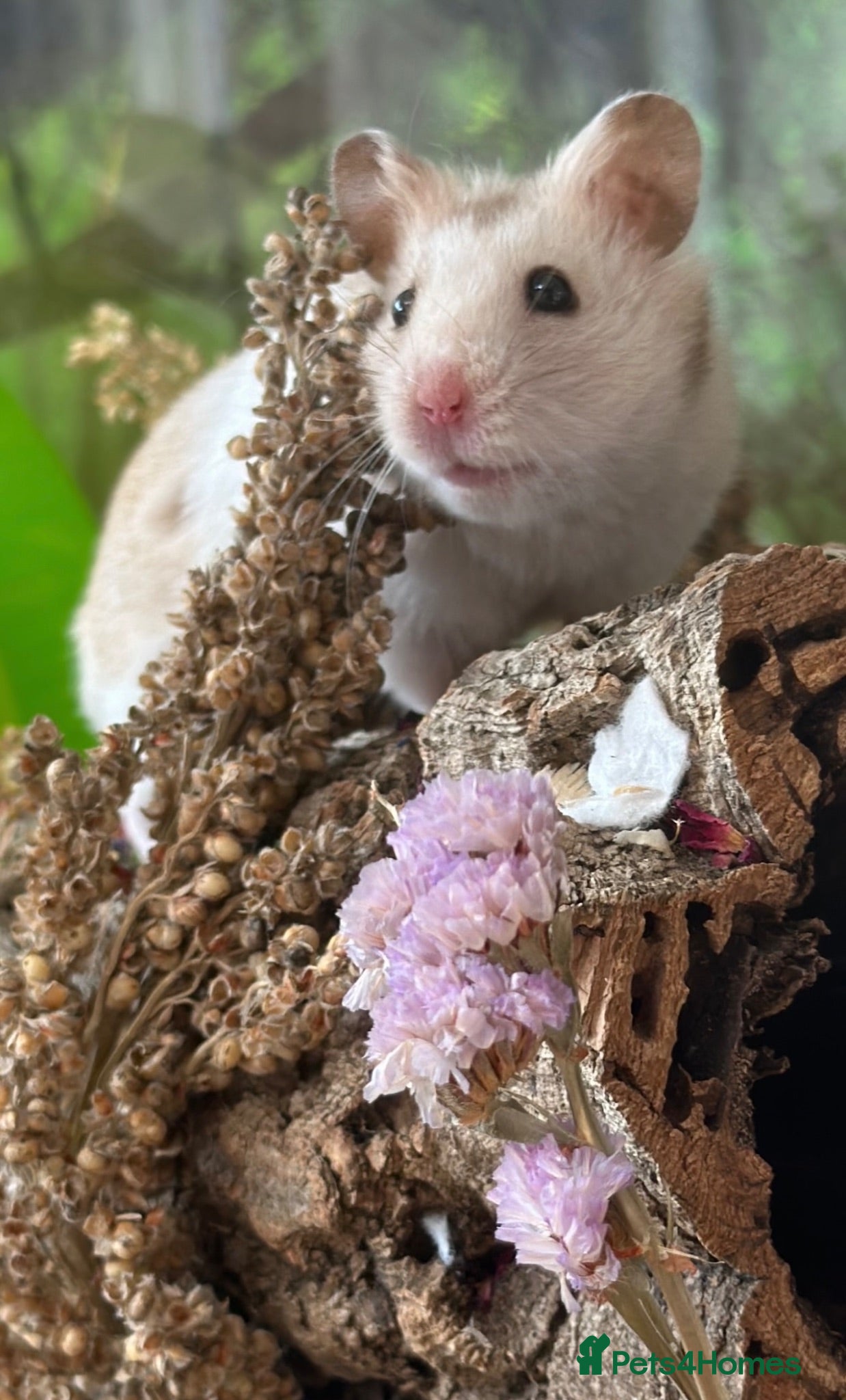 Hamster rodents Baby hamsters - Advert 2