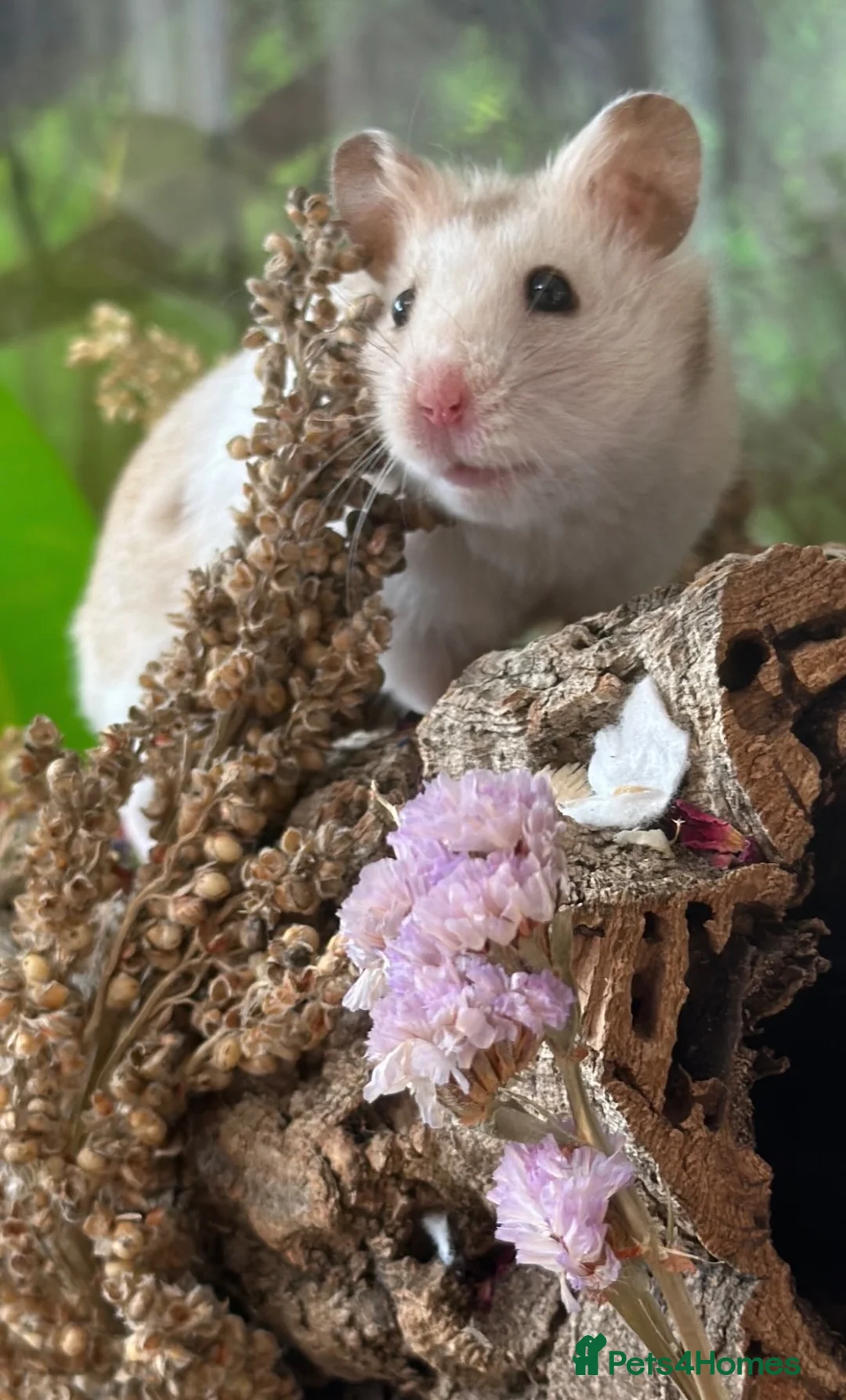 Hamster rodents for sale: Baby hamsters in London - Advert 2