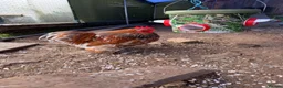 Chickens poultry for sale: CHICKENS FOR SALE – POINT OF LAY HENS & ROOSTERS in Ilfracombe - Advert 15