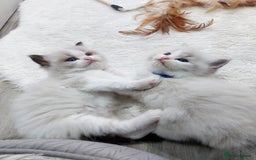 Ragdoll cats for stud: GCCF/TICA ACTIVE REGISTERED Championbloodline stud in Leyland - Image 7