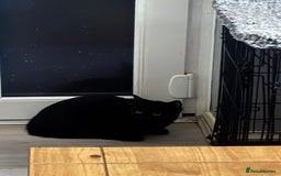 Mixed Breed cats for sale: Free 2 years and 6 months female  - Advert 3