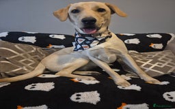 Labrador Retriever dogs for sale: 1 year old yellow labrador  - Advert 4