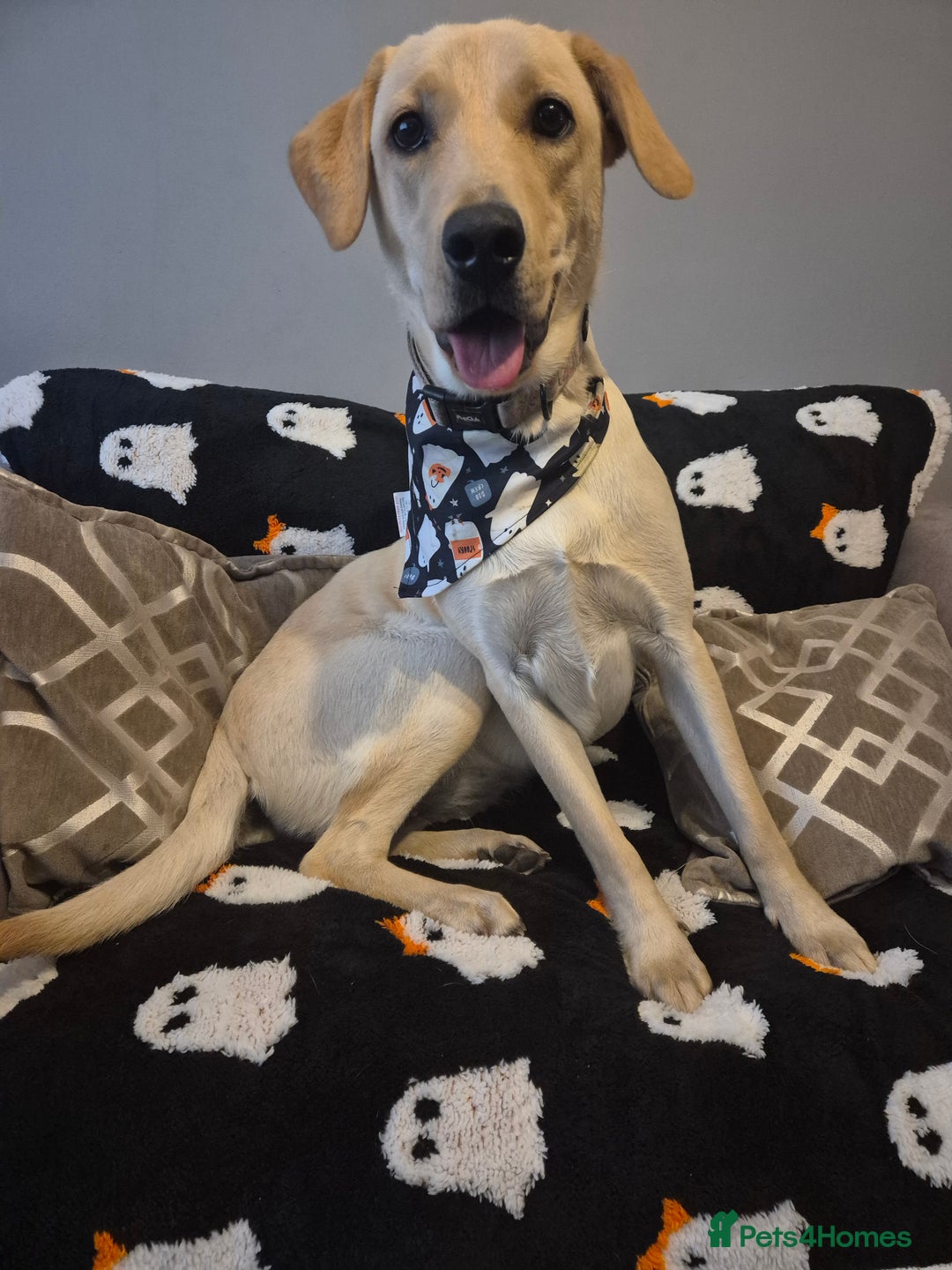 Labrador Retriever dogs for sale: 1 year old yellow labrador  - Advert 4