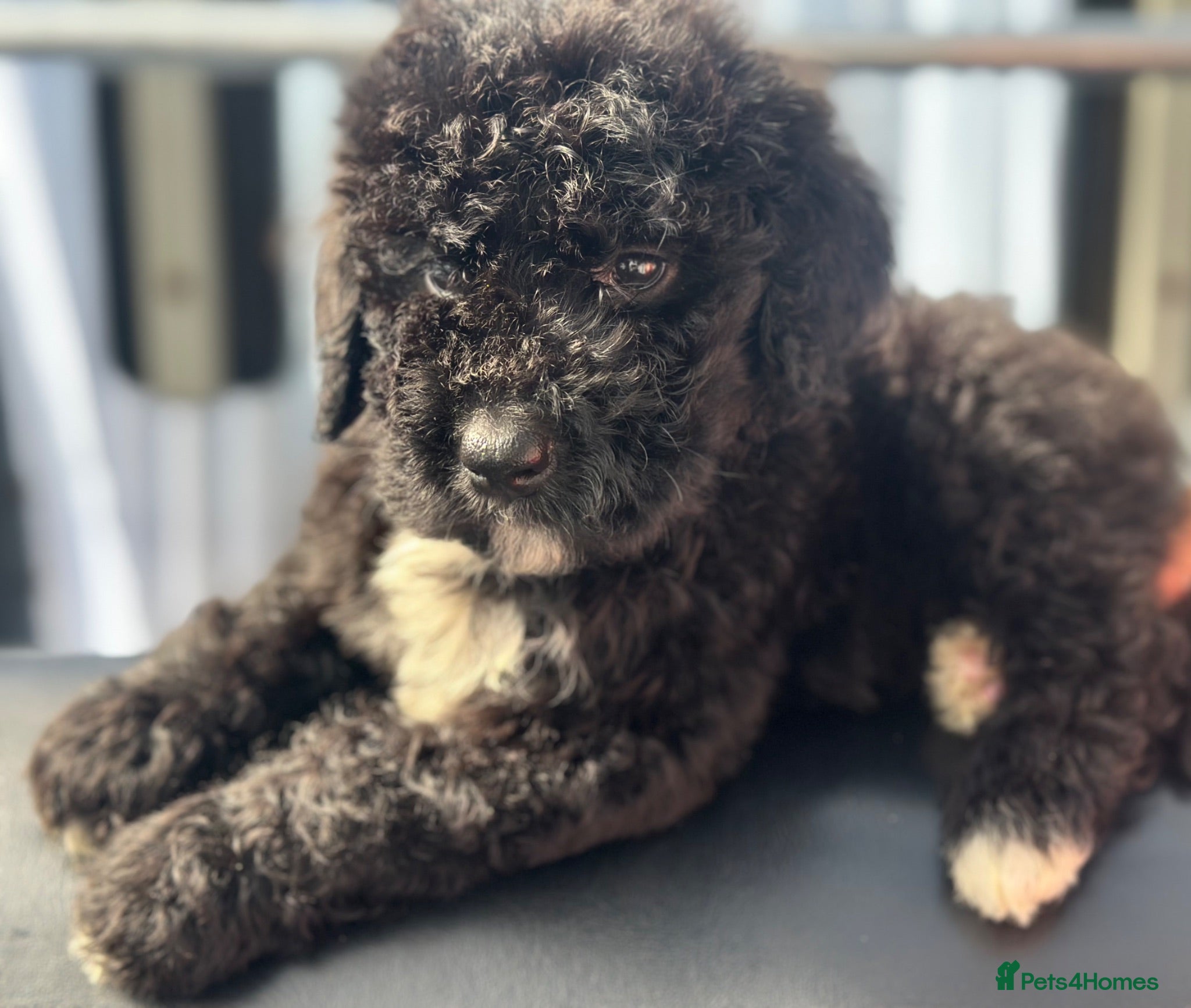 Bernedoodle dogs F1 STANDARD BERNADOODLES LAST 2 B/W GIRLS REDUCED - Advert 2