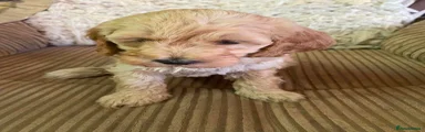 Cavapoo Puppy 2