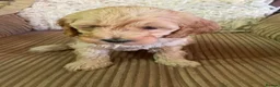 Cavapoo dogs for sale: Cavapoo F2B puppies  - Advert 5