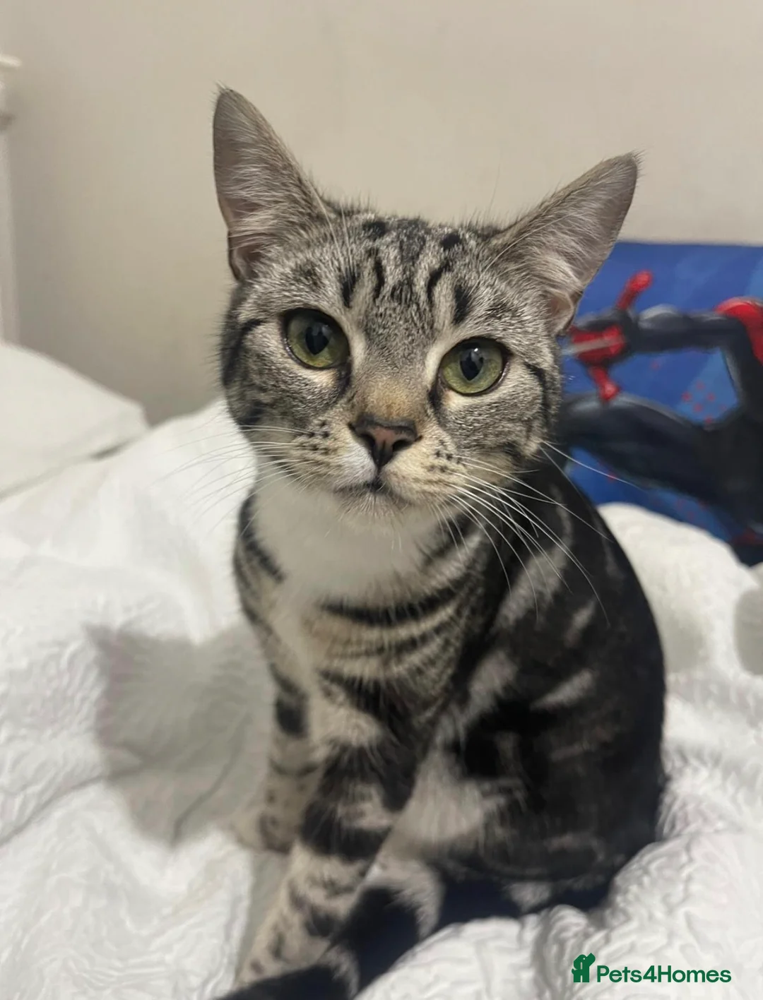Bengal cats for sale: Bengal kitten 9 months old  - Advert 1