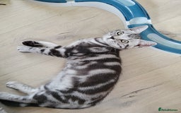 British Shorthair cats for sale: Ready to collect, British Shorthair Silver Tabby in Rochester - Image 1