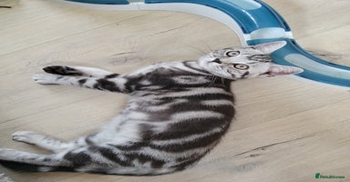 British Shorthair cats in Rochester - Advert 6