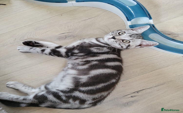 British Shorthair cats in Rochester - Advert 1